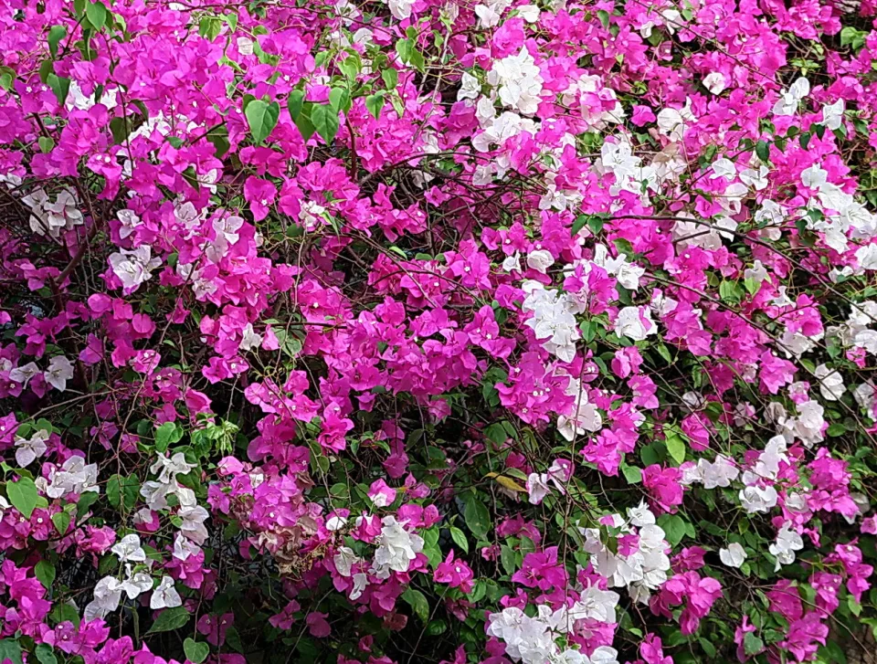 Dichter Strauch mit pinken und weißen Bougainvillea-Blüten zwischen grünen Blättern.
