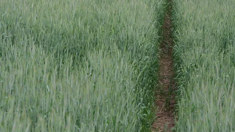 Ein schmaler, unbefestigter Trampelpfad verläuft senkrecht durch ein dichtes, grünes Getreidefeld mit jungen Halmen und Ähren.