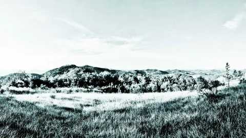 Schwarzweißes Foto einer Hügellandschaft mit dichten Büschen und Bäumen, davor eine hohe Wiese unter hellem Himmel.