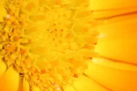 Makroaufnahme einer gelben Blüte mit dicht stehenden Staubblättern im linken Bereich und unscharfen gelben Blütenblättern rechts.