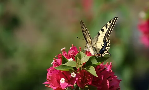 Ein Schwalbenschwanz sitzt auf einem Büschel pinker Blüten, der Hintergrund ist unscharf grün.