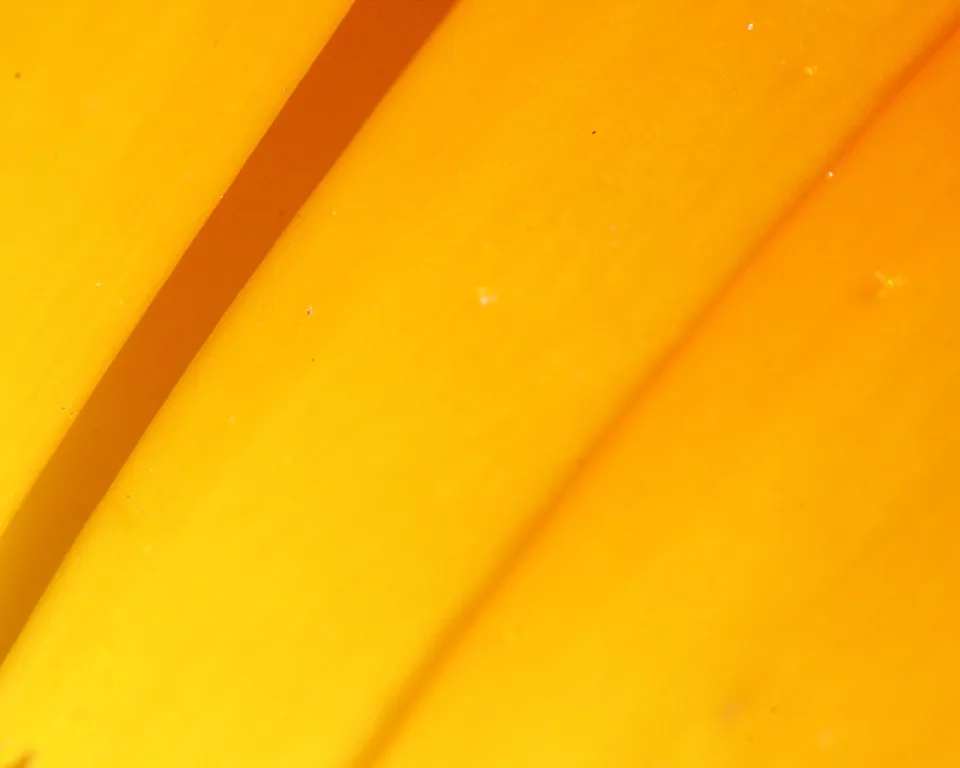 Nahaufnahme eines orangegelben Blütenblatts mit dunklen Adern, die diagonal von oben nach unten verlaufen.
