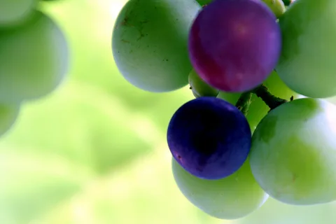 Nahaufnahme einer Weintraube mit grünen und violetten Beeren vor verschwommenem, hellgrünem Hintergrund.