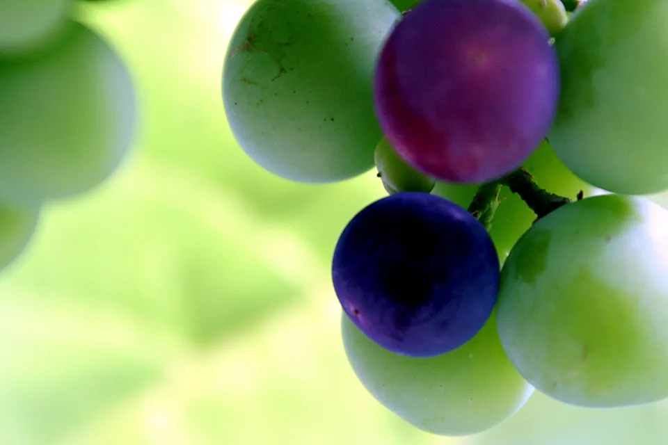 Nahaufnahme einer Weintraube mit grünen und violetten Beeren vor verschwommenem, hellgrünem Hintergrund.