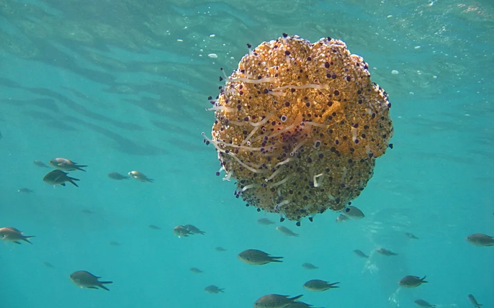 Eine runde, orangebraune Qualle mit vielen kleinen Noppen und hellen Tentakeln schwimmt im türkisfarbenen Wasser, links und unten ziehen kleine Fische vorbei.