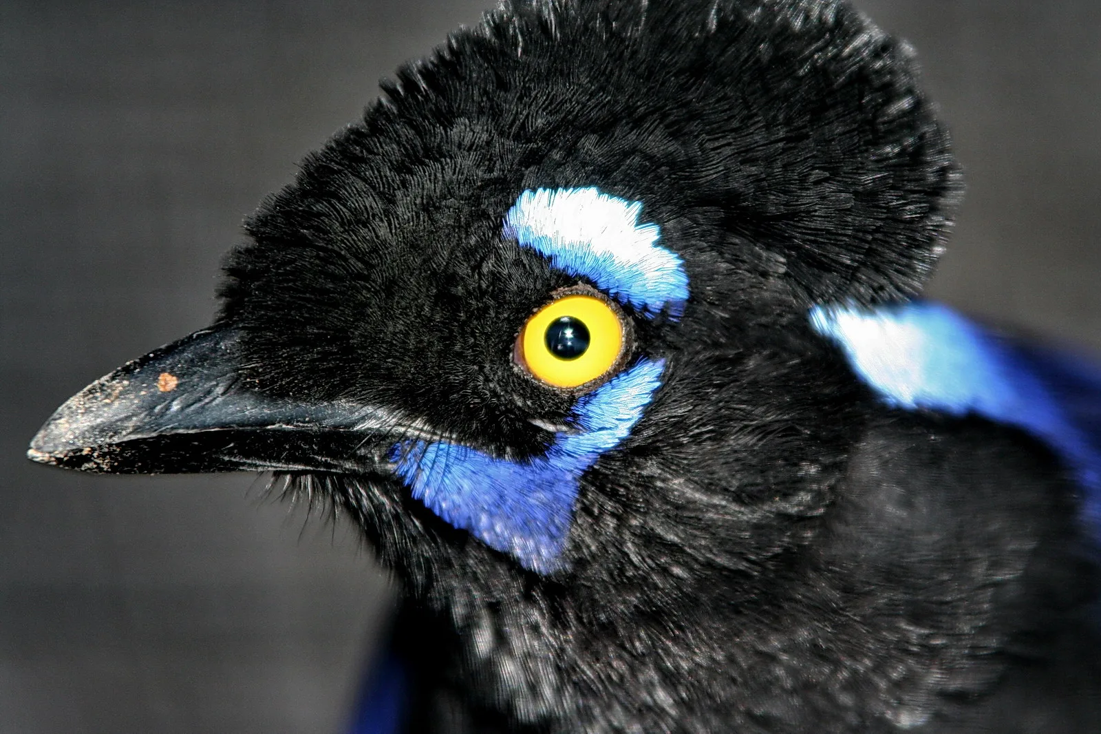 Nahaufnahme eines schwarzen Vogels mit leuchtend gelbem Auge, blauen Federpartien an Kopf und Flügel und dunklem, spitzem Schnabel vor grauem Hintergrund.