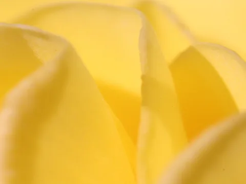Nahaufnahme gelber Rosenblätter mit geschwungenen Kanten und weichem Licht