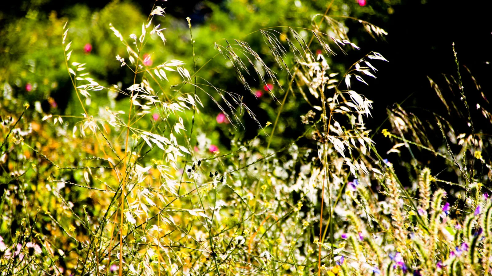 Hohe, schlanke Wildgräser mit feinen Rispen im Gegenlicht vor dunklem Grün, dazwischen rosa und violette Blüten.