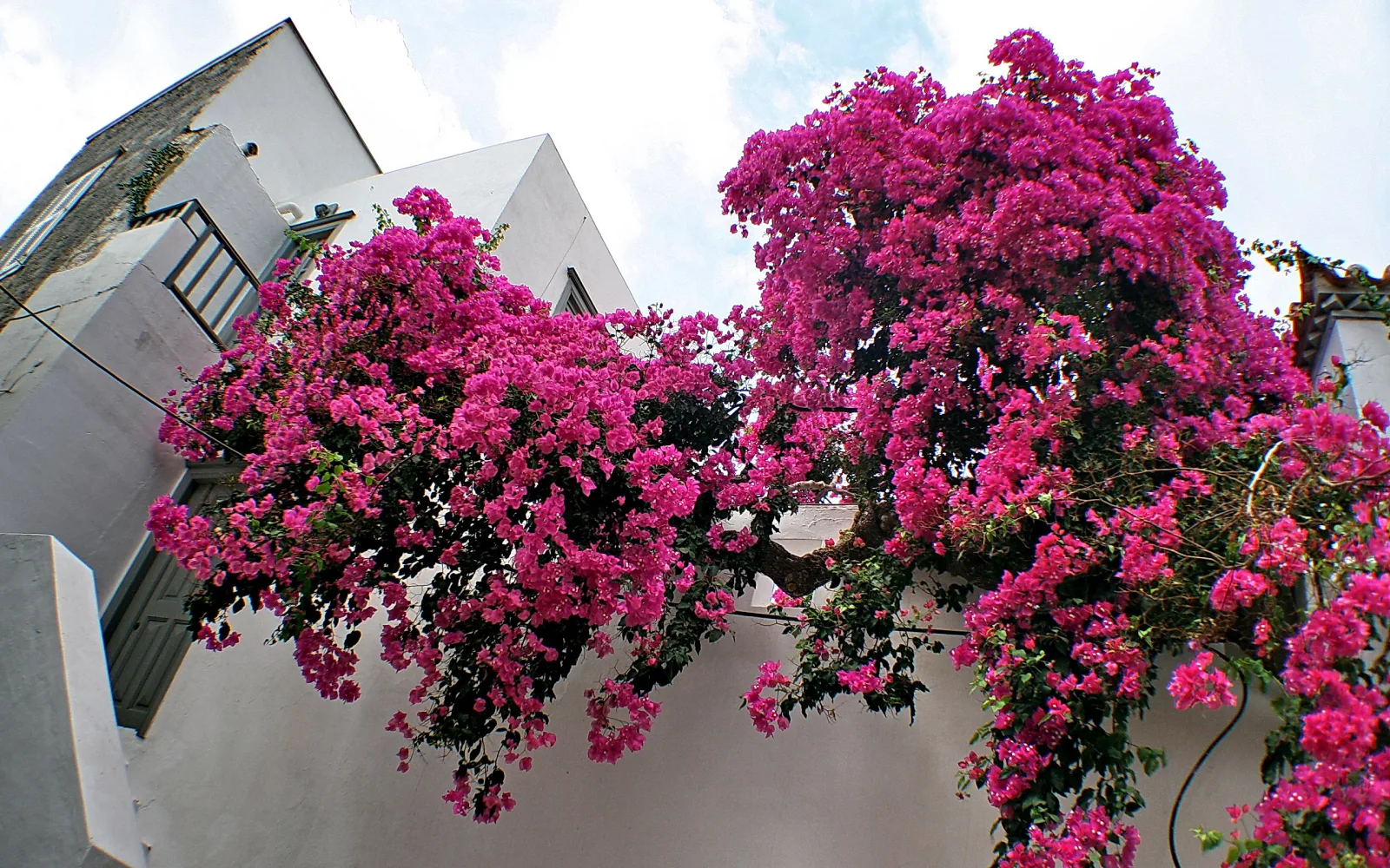 Ein Strauch mit dicht stehenden pinkfarbenen Bougainvillea-Blüten wächst über eine weiße Mauer, dahinter ragt ein weißes Gebäude mit Balkon und blauem Himmel mit Wolken auf.