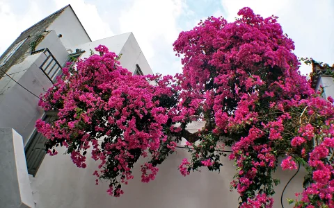 Ein Strauch mit dicht stehenden pinkfarbenen Bougainvillea-Blüten wächst über eine weiße Mauer, dahinter ragt ein weißes Gebäude mit Balkon und blauem Himmel mit Wolken auf.