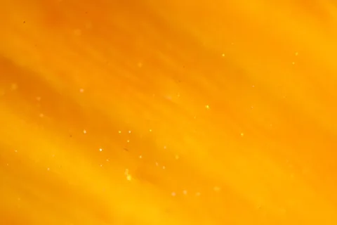 Nahaufnahme eines orangefarbenen Blütenblatts mit feinen Streifen und kleinen hellen Pünktchen