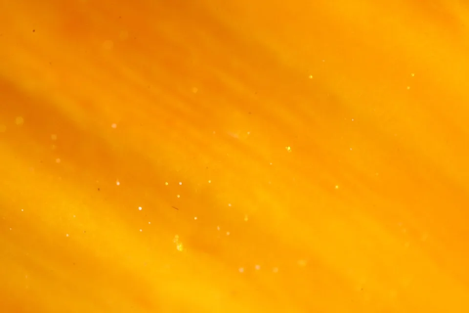 Nahaufnahme eines orangefarbenen Blütenblatts mit feinen Streifen und kleinen hellen Pünktchen