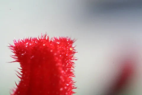 Nahaufnahme eines leuchtend roten, mit feinen Härchen besetzten Pflanzenstängels vor einem unscharfen grauen Hintergrund