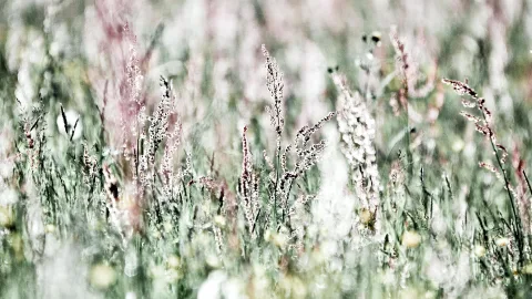 Hohe Gräser mit hellen, rosa getönten Rispen auf einer unscharfen Wiese.