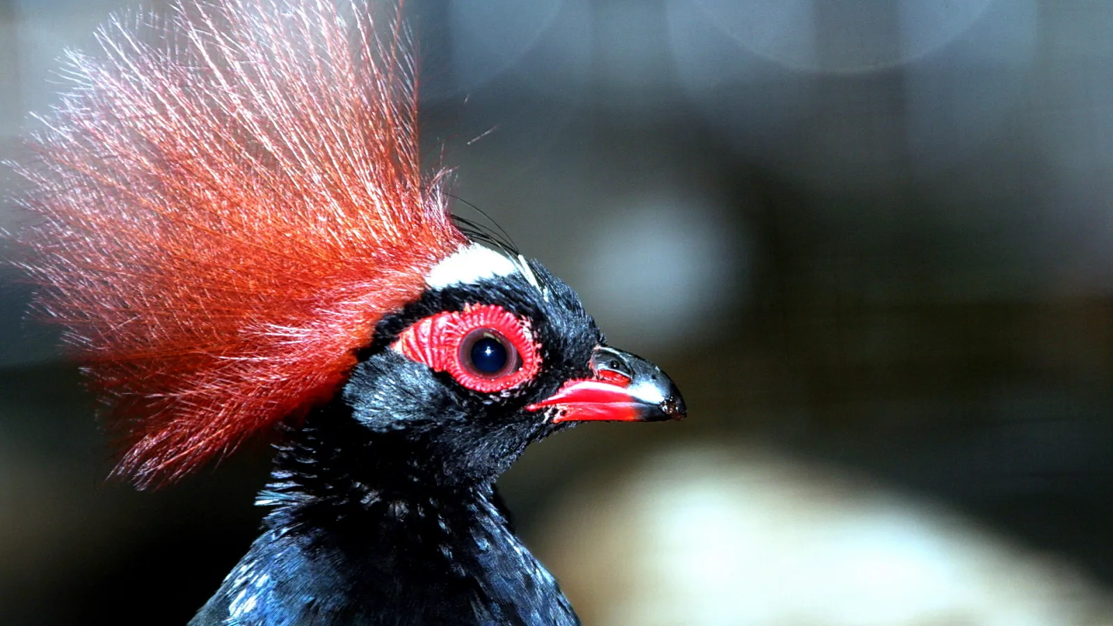 Nahaufnahme eines schwarzen Vogels mit leuchtend roter Federhaube, rotem Augenring und rotem Schnabel vor unscharfem dunklem Hintergrund.