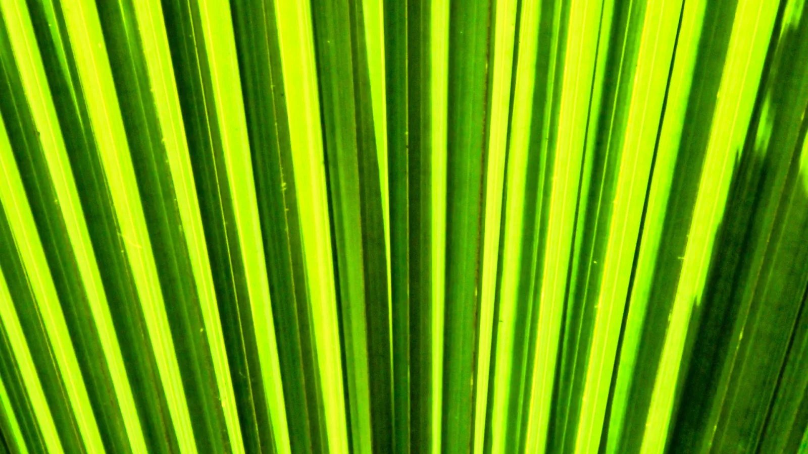 Nahaufnahme eines Palmwedels mit vielen schmalen, parallel verlaufenden Blattsegmenten in verschiedenen Grüntönen und Gelbgrün, die fächerförmig von unten nach oben laufen.
