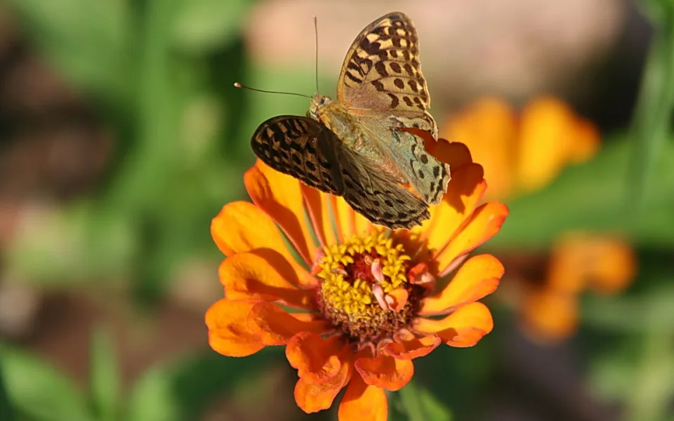 Ein Schmetterling mit gemusterten braunen Flügeln sitzt auf einer orangefarbenen Zinnienblüte mit gelber Mitte, im Hintergrund unscharfes Grün.