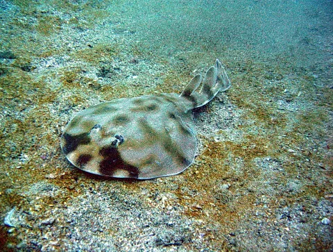 Gefleckter Zitterrochen liegt auf sandigem Meeresboden unter Wasser.
