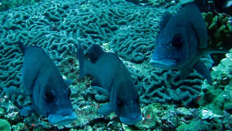 Drei blaugraue Fische mit dicken Lippen schwimmen über einem Riff aus Hirnkorallen.