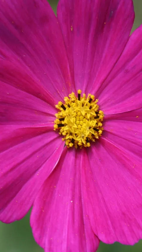 Magentafarbene Kosmosblüte mit gelbem Staubblattzentrum, Nahaufnahme vor grünem Hintergrund.