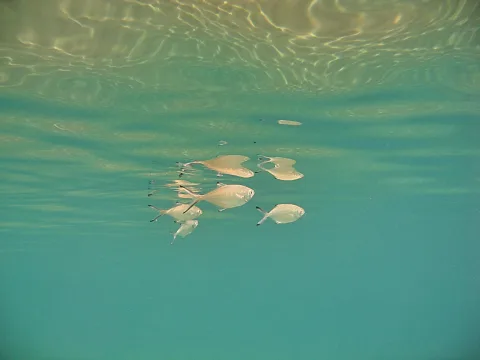 Mehrere silbrige Fische schwimmen unter einer leicht gewellten, türkisfarbenen Wasseroberfläche, auf der sich Licht spiegelt.