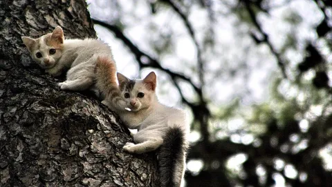 Zwei junge Katzen, eine weiß mit rötlichen Flecken, die andere weiß mit grauem Kopf, klammern sich an einen rauen Baumstamm und blicken in die Kamera. Im Hintergrund ist unscharfes Geäst vor hellem Himmel zu sehen.