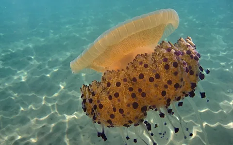 Eine Qualle mit cremefarbenem Schirm und orangebraunem, violett getupftem Körper schwebt über einem sandigen Meeresboden, auf dem Sonnenlicht Lichtreflexe zeichnet.