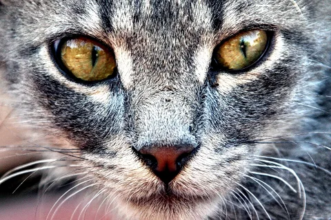Nahaufnahme des Gesichts einer grau getigerten Katze mit gelbgrünen Augen, Nase und Schnurrhaaren im Bildvordergrund.