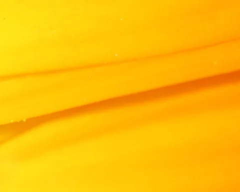 Nahaufnahme einer gelben Blüte mit weichen Falten und Verläufen von Gelb zu Orange.