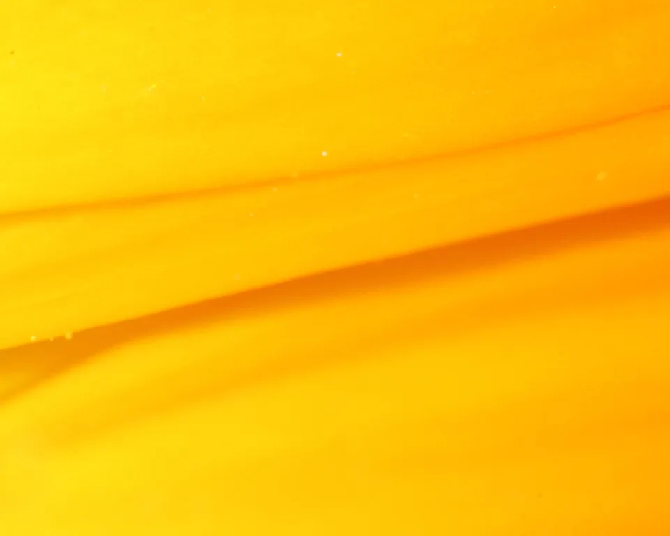 Nahaufnahme einer gelben Blüte mit weichen Falten und Verläufen von Gelb zu Orange.