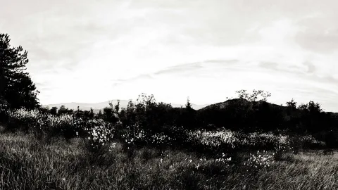 Schwarzweißes Landschaftsfoto: blühende Sträucher und hohes Gras auf einer Wiese, dahinter Hügel, Nadelbäume und ein bewölkter Himmel.