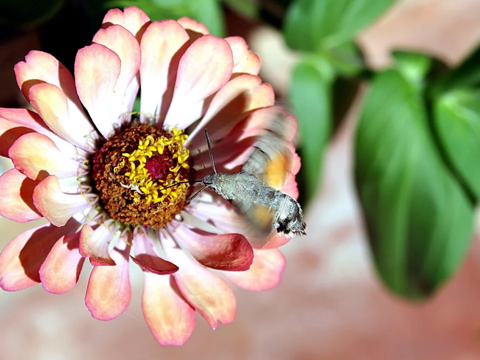 Ein Taubenschwänzchen schwebt vor einer rosafarbenen Zinnienblüte, die Flügel sind verwischt.