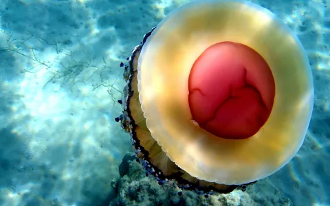Eine gelblich transparente Qualle schwebt im klaren türkisfarbenen Wasser über dem sandigen Meeresboden, im Zentrum leuchtet ein roter Mundbereich.