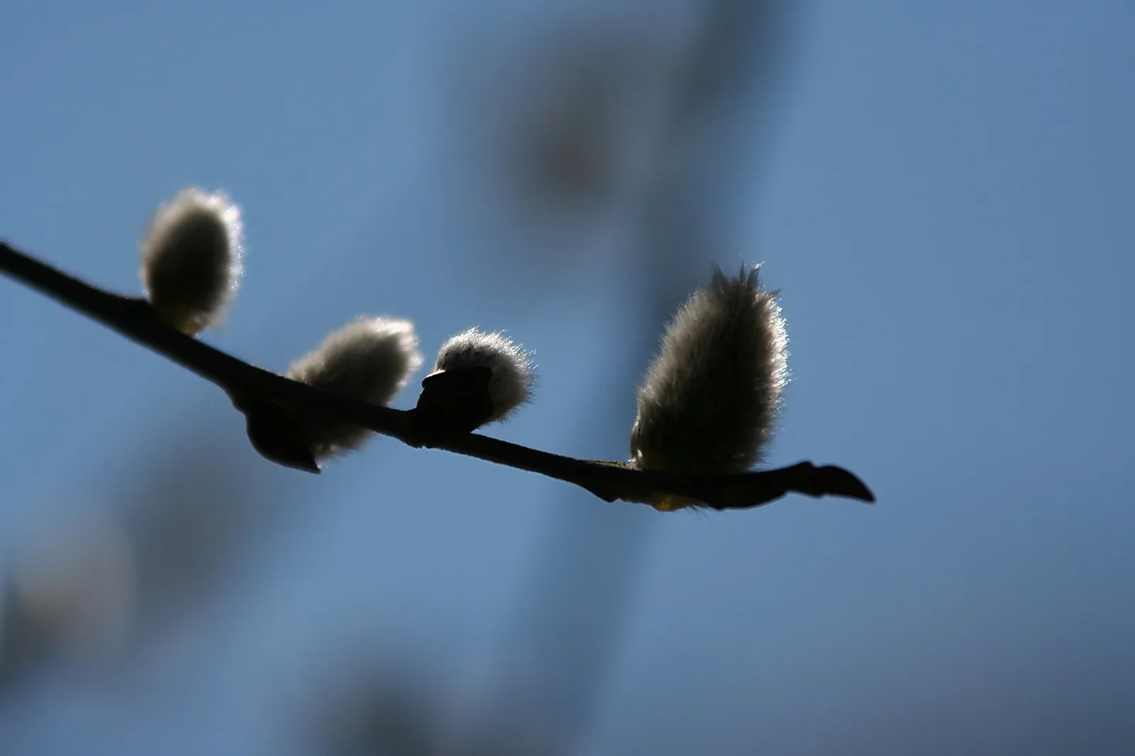 Zweig mit vier flauschigen Weidenkätzchen vor blauem Himmel, der Hintergrund ist unscharf.