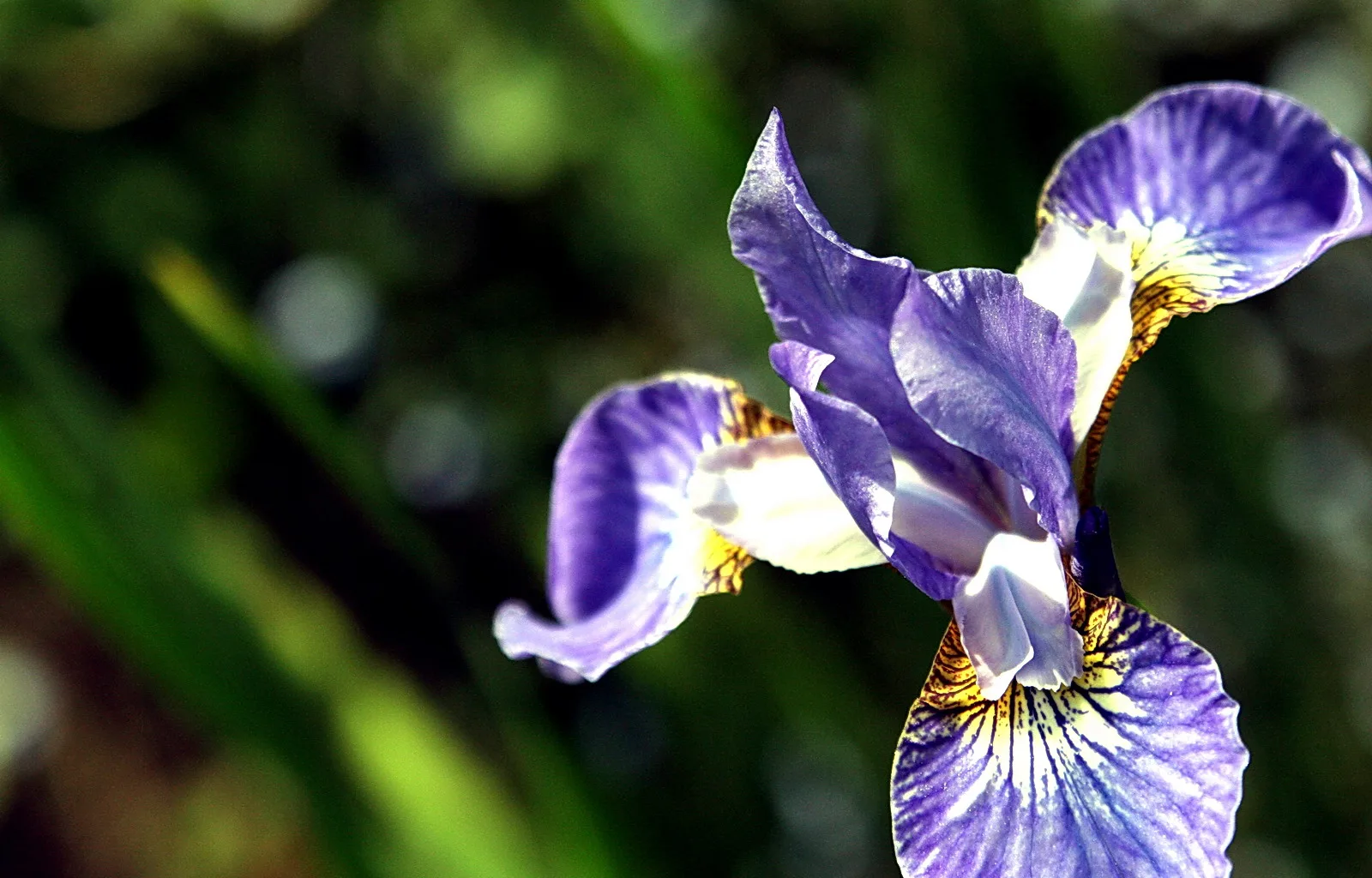Violette Schwertlilie mit gelb-braun gezeichneten Blütenblättern vor unscharfem, grünem Hintergrund