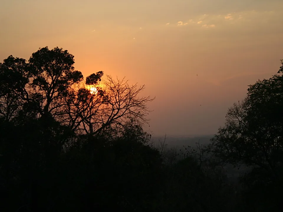 Die untergehende Sonne scheint durch dunkle Baumkronen, der Himmel ist orange und dunstig, im Hintergrund liegt flaches Land.