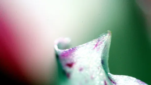 Makroaufnahme einer schillernden Blütenspitze mit rosa Flecken vor einem unscharfen grün-weißen Hintergrund.
