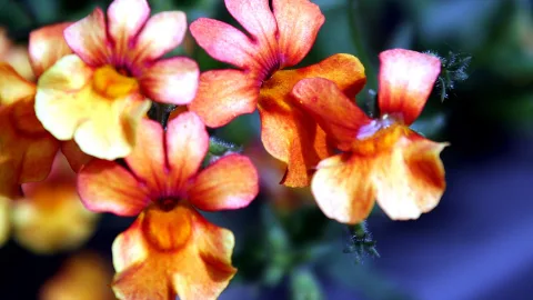 Nahaufnahme mehrerer orange-gelber Blüten mit rötlichen Spitzen vor unscharfem dunkelgrünem Hintergrund.
