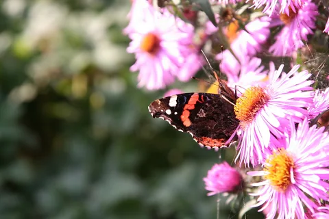 Ein Admiralfalter mit geöffneten, dunkelbraunen Flügeln mit roten Binden sitzt auf einer rosafarbenen Aster, im Hintergrund unscharfes Grün.