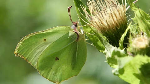 Hellgrüner Zitronenfalter mit angelegten Flügeln sitzt auf einer stacheligen Distel, im Hintergrund unscharfes Grün.