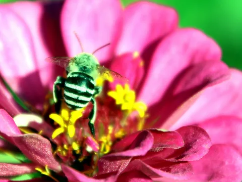 Grün-schwarz gestreifte Biene sitzt auf einer pinkfarbenen Zinnienblüte zwischen gelben Staubgefäßen.