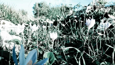 Weiße Herbstzeitlosen zwischen grünem Gras und Gestrüpp, im Hintergrund Felsen und blauer Himmel, bläulich getönt.