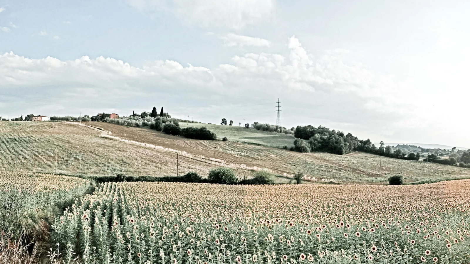 Weitläufiges Sonnenblumenfeld im Vordergrund, dahinter sanft geschwungene Hügel mit Feldern, Bäumen und einem Gehöft unter einem weiß-blauen Himmel mit Wolken. Rechts ragt ein Strommast auf.