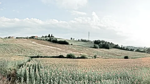 Weitläufiges Sonnenblumenfeld im Vordergrund, dahinter sanft geschwungene Hügel mit Feldern, Bäumen und einem Gehöft unter einem weiß-blauen Himmel mit Wolken. Rechts ragt ein Strommast auf.