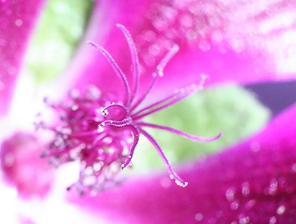 Nahaufnahme eines pinken Blütenstempels mit feinen Staubfäden und kleinen Wassertropfen, im Hintergrund unscharfe pinke Blütenblätter.
