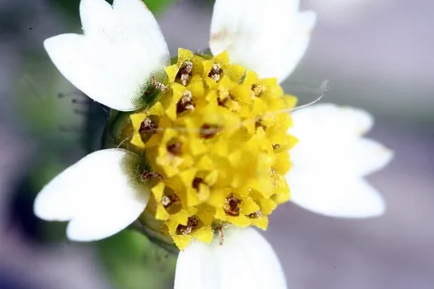 Makroaufnahme einer kleinen Blüte mit weißen Blütenblättern und einer gelben Mitte mit braunen Staubgefäßen.