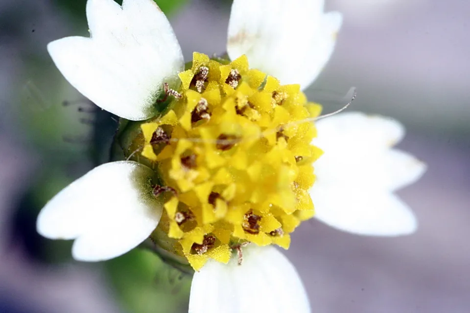 Makroaufnahme einer kleinen Blüte mit weißen Blütenblättern und einer gelben Mitte mit braunen Staubgefäßen.