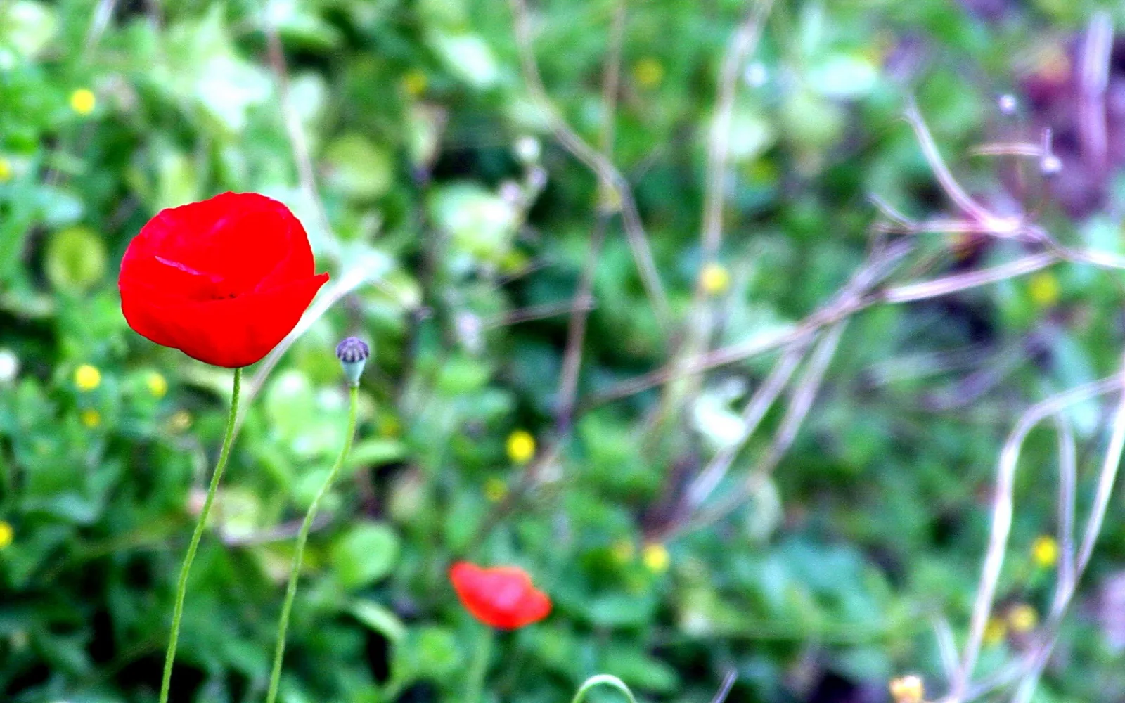 Eine rote Mohnblüte mit grünem Stängel vor unscharfem grünem Gras mit gelben Wildblumen, im Vordergrund eine zweite, kleinere Mohnblüte.