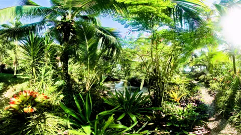 Dichte tropische Vegetation mit Kokospalmen, Bromelien und Farnen, dazwischen ein schmaler Weg und Sonnenlicht im Hintergrund.