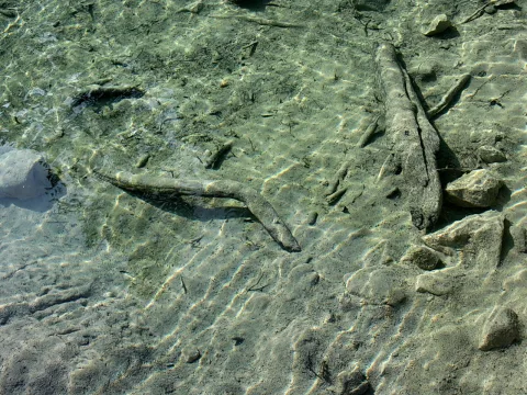 Helles, klares Flachwasser über sandigem Grund mit mehreren Ästen und Steinen, auf dem Boden zeichnen sich Lichtreflexe ab.